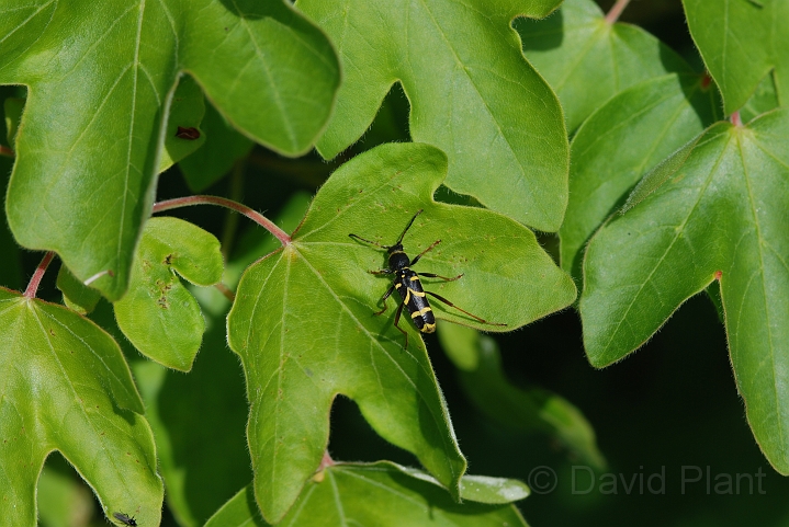 Wasp beetle - A.JPG - Wasp beetle - Gloucestershire